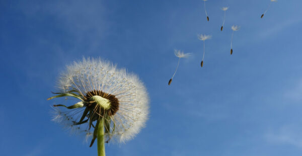 dandelion_small