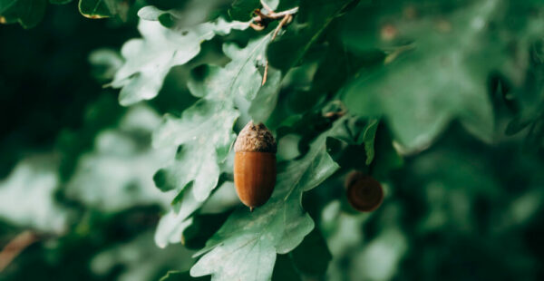 acorn_small