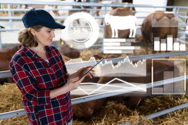 Woman farmer with tablet computer inspects cows at a dairy farm. Herd management.